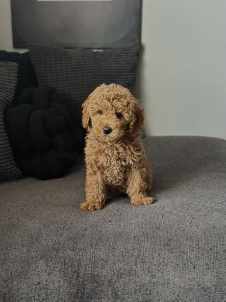 charlie
