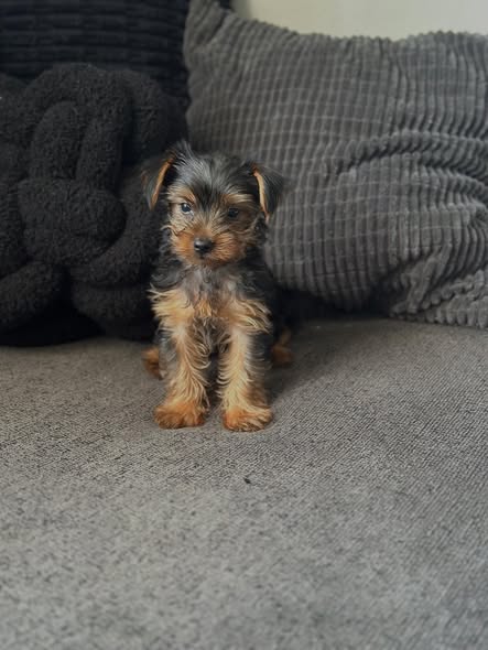 milo