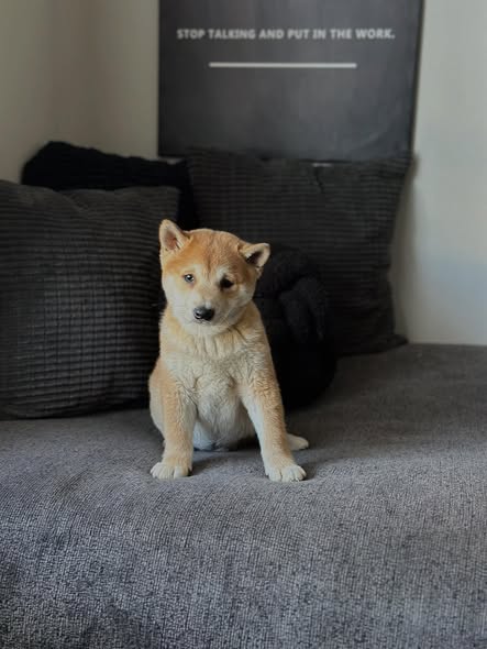 koda